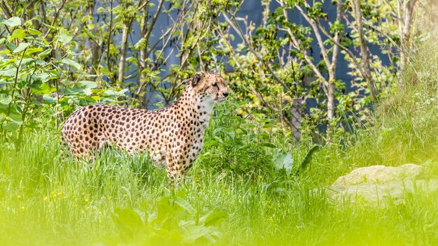 Ein asiatischer Gepard