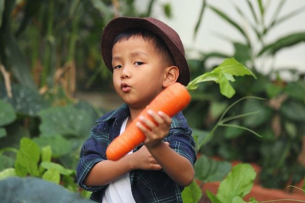 Ein asiatischer Junge trägt eine Möhre, die er auf einem Grundstück in seinem Garten gesammelt hat.