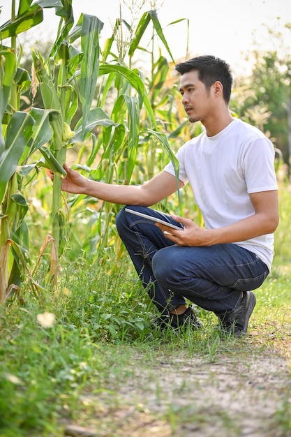 Ein asiatischer männlicher Bauer oder Farmbesitzer, der die Maisqualität auf seiner Farm kontrolliert