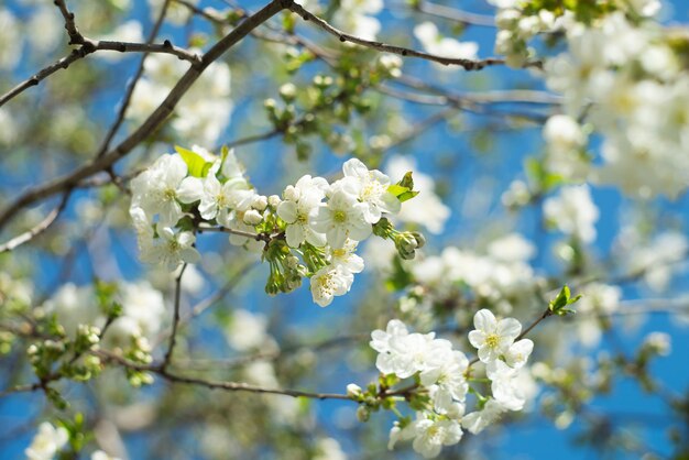 Ein Ast eines Baumes mit weißen Blüten im Garten Spring Nature