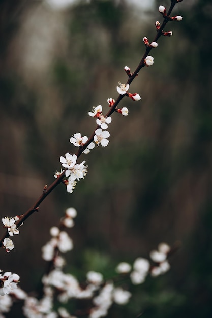 Ein Ast eines Baumes mit weißen Blüten