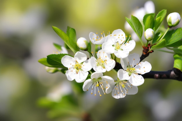 Ein Ast eines Baumes mit weißen Blüten