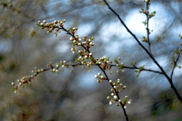 Ein Ast eines Baumes mit weißen Blüten