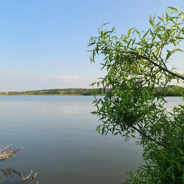 Ein Ast hängt über dem Wasser vor einem See.