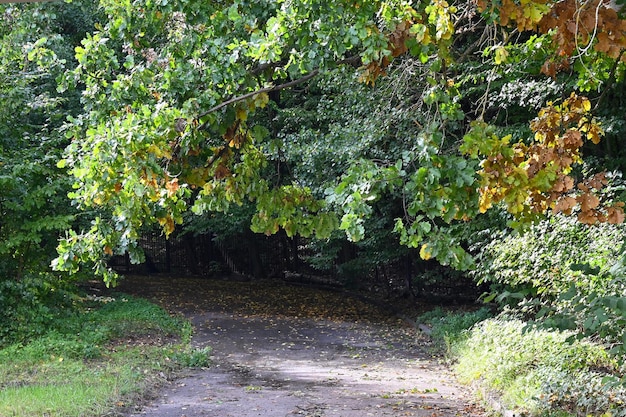 Ein Ast hängt über einem Weg im Park