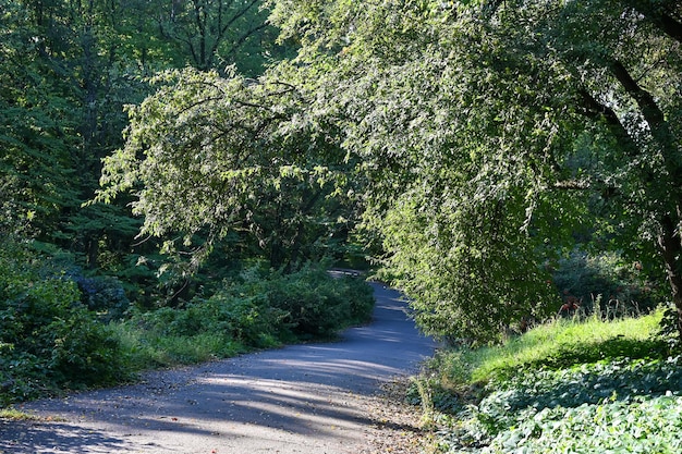 Ein Ast hängt über einem Weg im Park