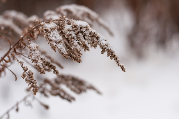 Ein Ast humpelte im Schnee auf einem verschwommenen Hintergrund