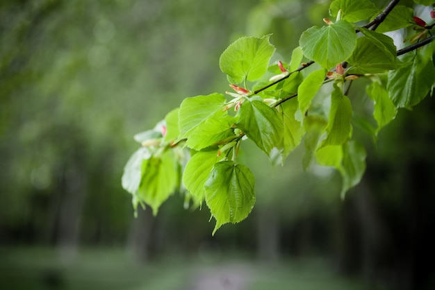 Ein Ast mit grünen Blättern auf dem Hintergrund eines Sommerparks