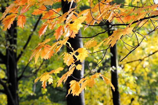 Ein Ast mit Herbstlaub. Herbst, Herbst, Blätter.