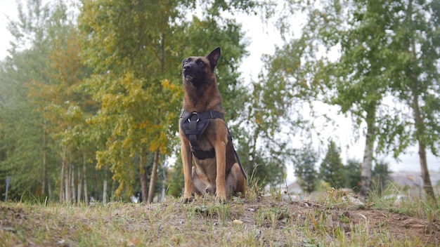 Ein ausgebildeter deutscher Schäferhund, der auf einem Feld bleibt und gerade schaut