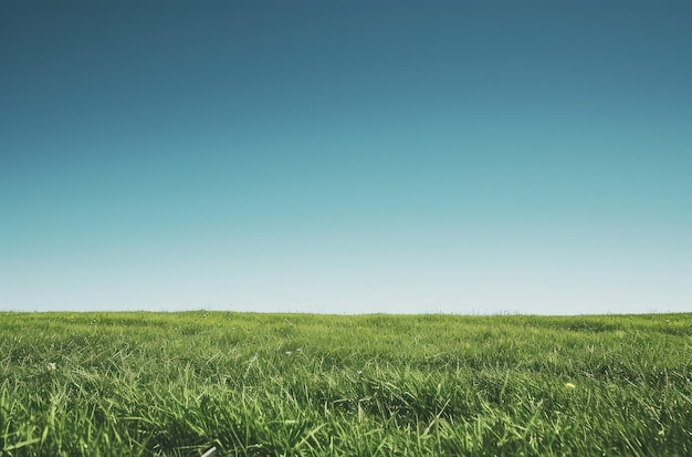 Foto ein ausgedehntes, üppiges, grünes feld mit einem klaren blauen himmel