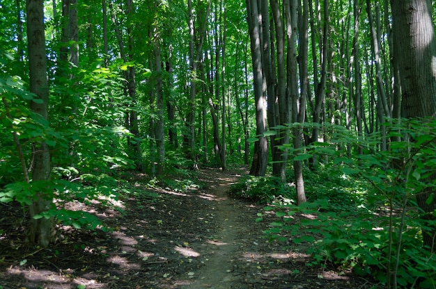 Ein ausgetretener Pfad in einem dichten grünen Wald