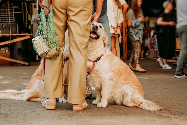 Ein ausgewachsener Golden Retriever schmiegt sich an das Bein des Besitzers. Glückliche liebevolle Haustiere