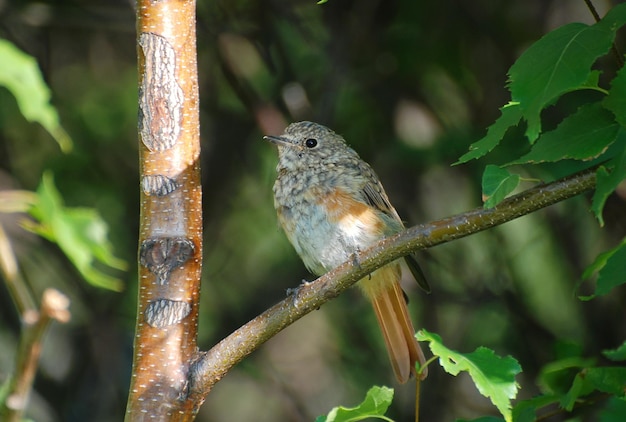 Ein ausgewachsenes Gartenrotschwanzküken (Phoenicurus phoenicurus) sitzt auf einem Birkenzweig. Westsibirien