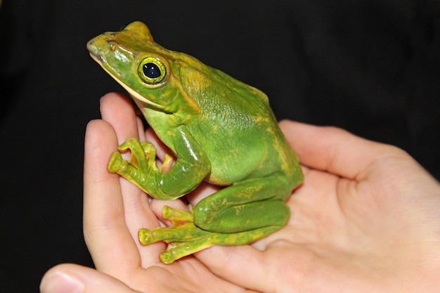 Ein australischer grüner Laubfrosch sitzt auf seinen Händen auf schwarzem Hintergrund