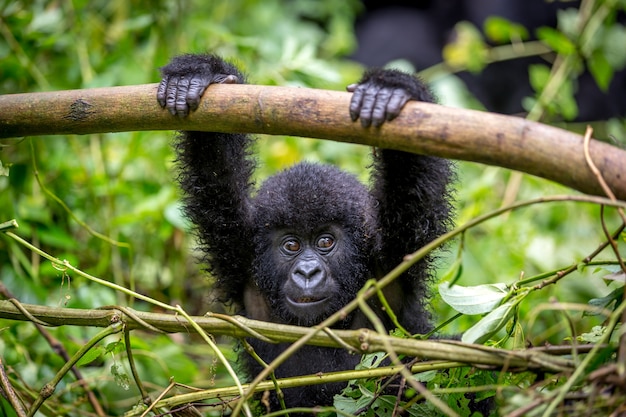 Foto ein baby gorila im virunga national park