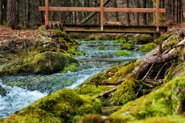 Foto ein bach fließt durch felsen im wald