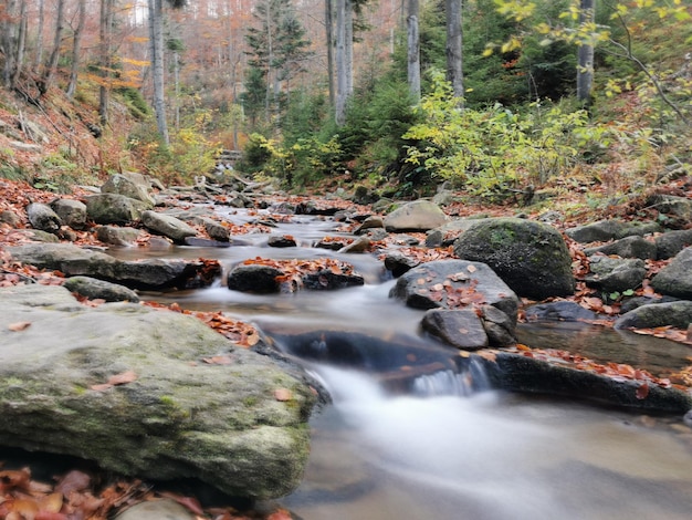 Foto ein bach fließt durch felsen im wald