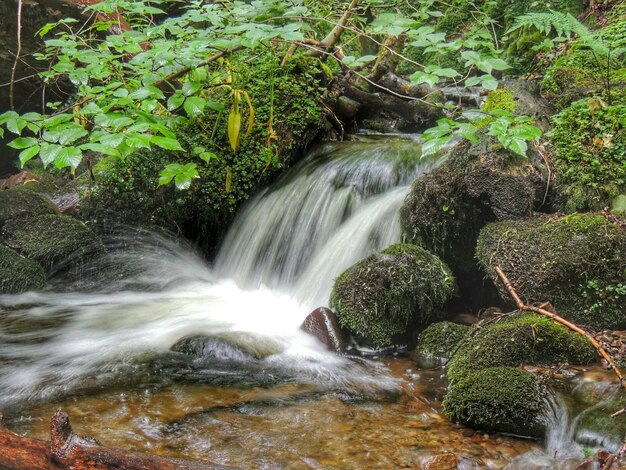 Ein Bach fließt durch mit Moos bedeckte Felsen im Wald