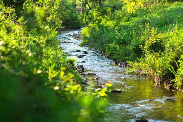 Ein Bach fließt im Sommer durch ein Feld