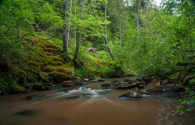 Foto ein bach fließt inmitten der bäume im wald