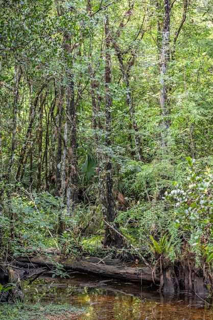 Ein Bach im Wald mit Bäumen und Pflanzen