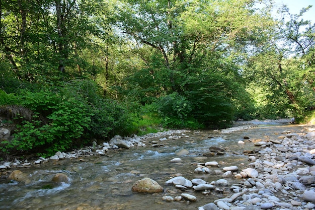 Ein Bach im Wald mit dem Wort Fluss darauf