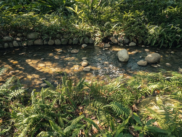 Ein Bach im Wald mit Farnen und Farnen