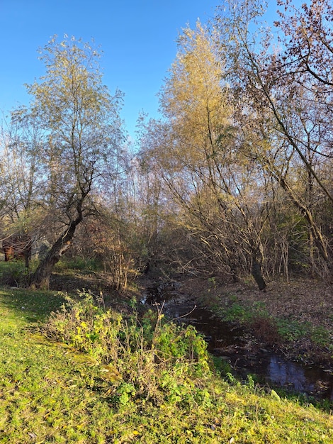 Ein Bach im Wald