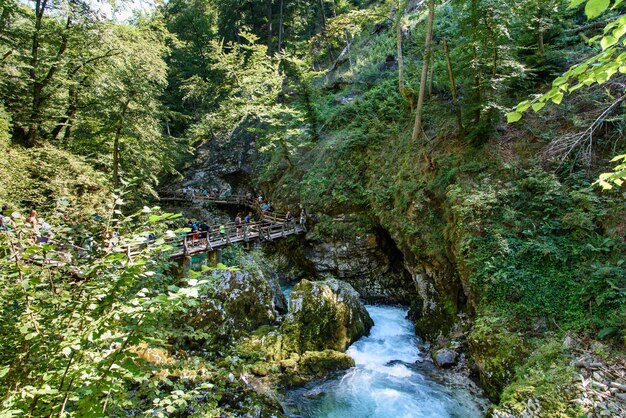 Foto ein bach inmitten der bäume im wald