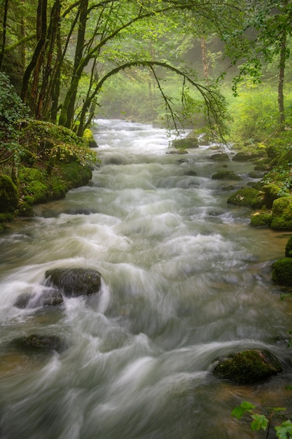 Ein Bach, umgeben von grünen Pflanzen