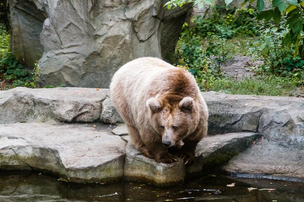 Foto ein bär am ufer eines sees