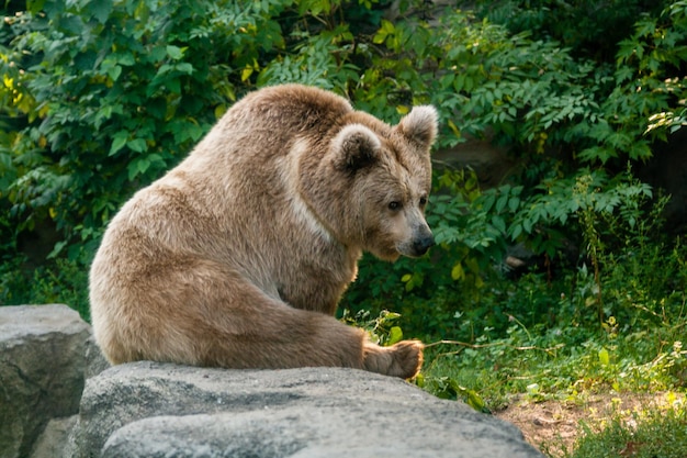 Ein Bär am Ufer eines Sees