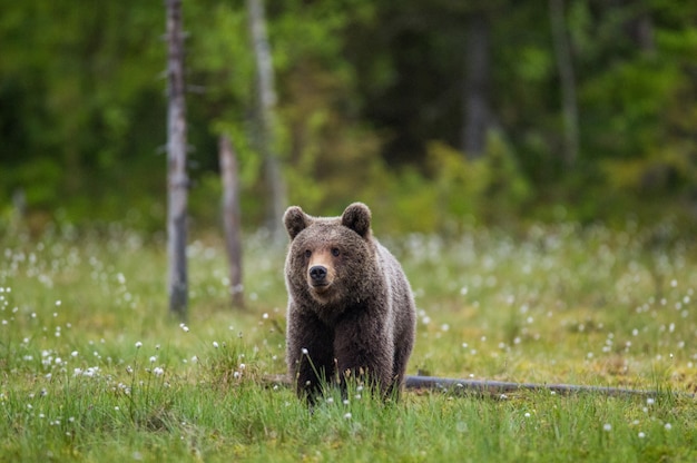 Ein Bär auf dem Waldhintergrund unter weißen Blumen