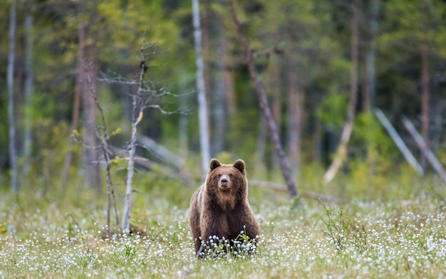 Ein Bär auf dem Waldhintergrund unter weißen Blumen