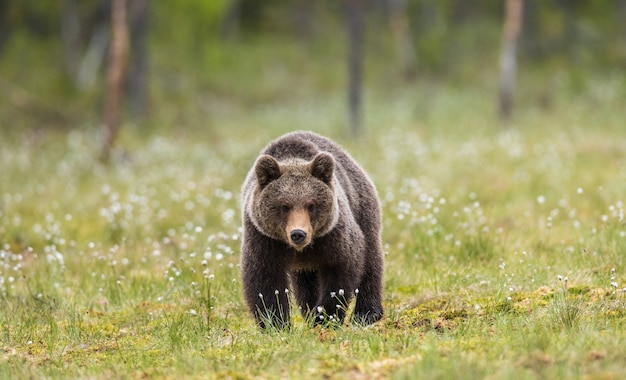 Ein Bär auf dem Waldhintergrund unter weißen Blumen