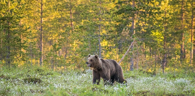 Ein Bär im Hintergrund eines schönen Waldes