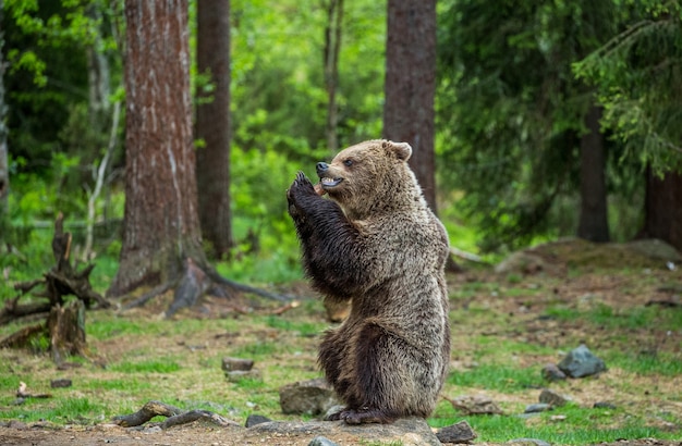 Ein Bär im Hintergrund eines schönen Waldes