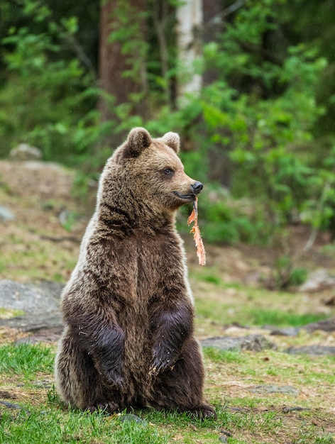 Ein Bär im Hintergrund eines schönen Waldes