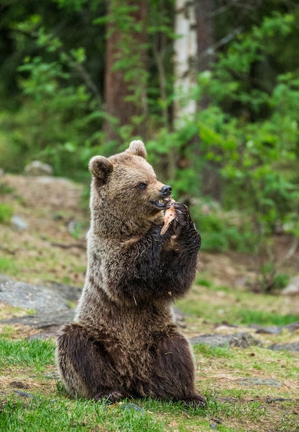 Ein Bär im Hintergrund eines schönen Waldes