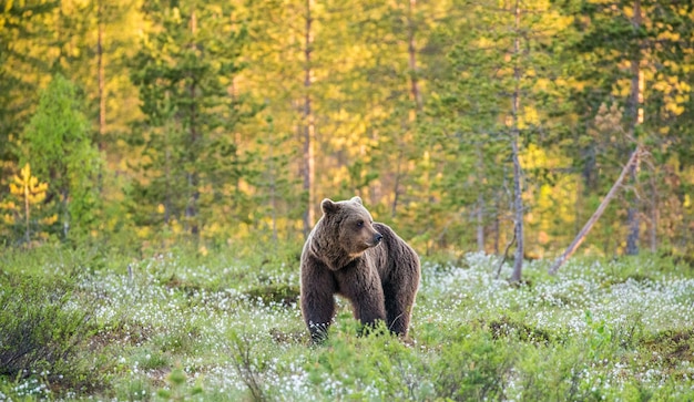 Ein Bär im Hintergrund eines schönen Waldes