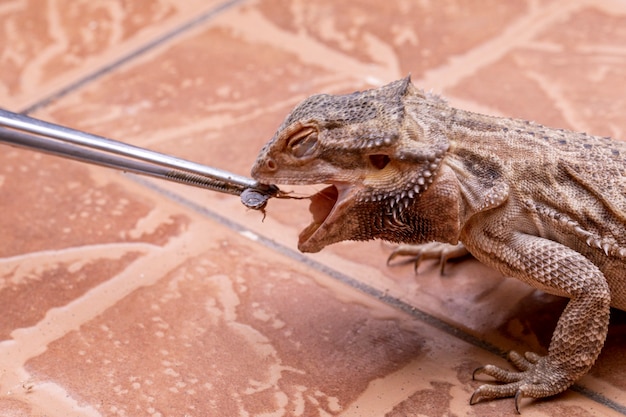 Ein bärtiger Drache (Pogona sp), der Cricket isst.