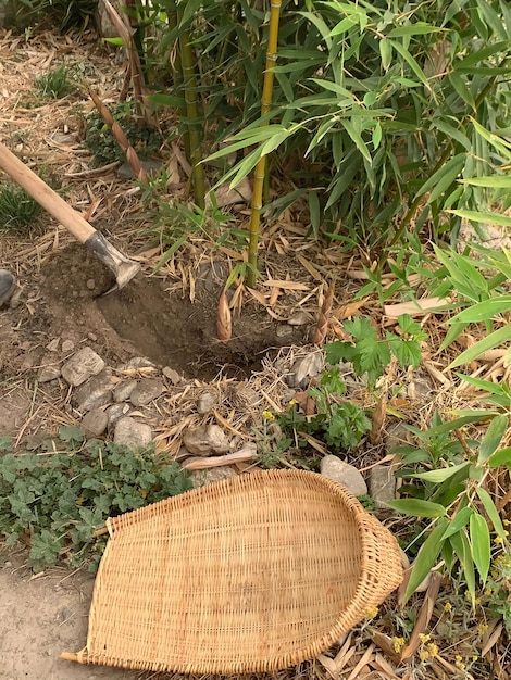 Ein Bambuskorb liegt neben einer Bambuspflanze im Boden.