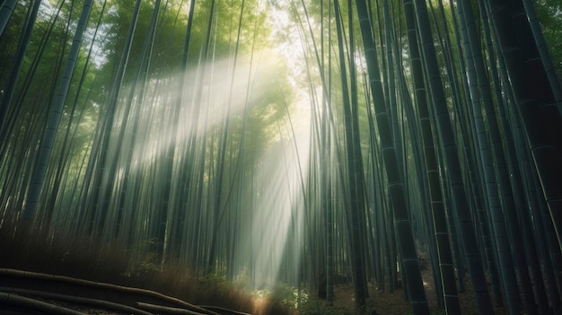 Ein Bambuswald, durch dessen Bäume die Sonne scheint