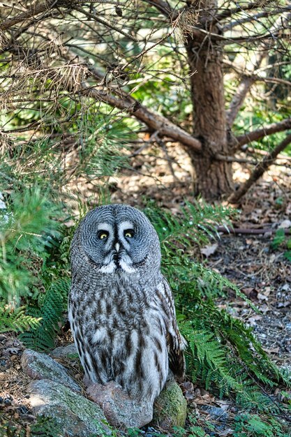 Ein Bartkauz aus dem Berliner Zoo richtet den Blick auf den Betrachter