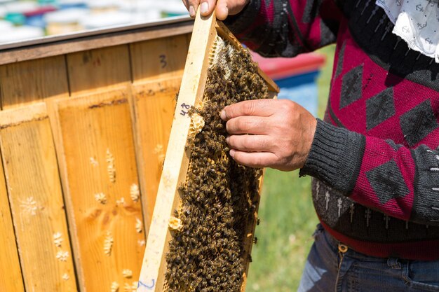 Ein Bauer auf einem Bienenstand hält Rahmen mit Wachswaben Geplante Vorbereitung für das Sammeln von Honig