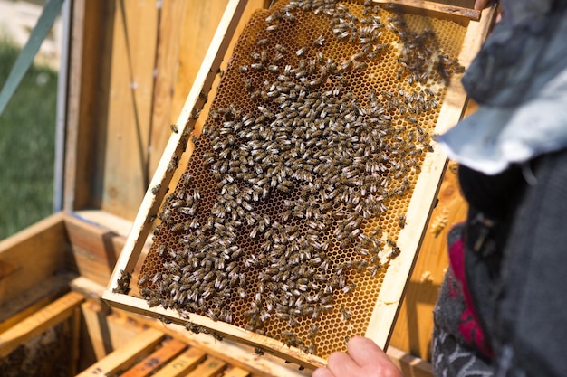 Ein Bauer auf einem Bienenstand hält Rahmen mit Wachswaben Vorbereitung zum Sammeln von Honig