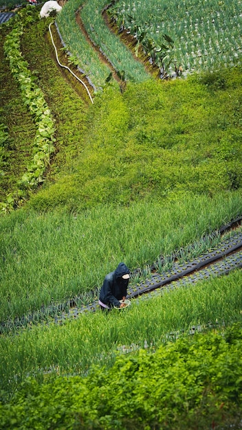 Foto ein bauer auf einem reisfeld