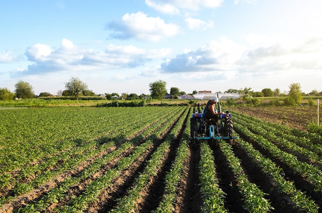 Ein Bauer auf einem Traktor bewirtschaftet eine Kartoffelplantage Agroindustrie und Agribusiness Feldarbeit Anbau Landmaschinen Pflanzenpflege Verbesserung der Bodenqualität Pflügen und Lockern von Böden