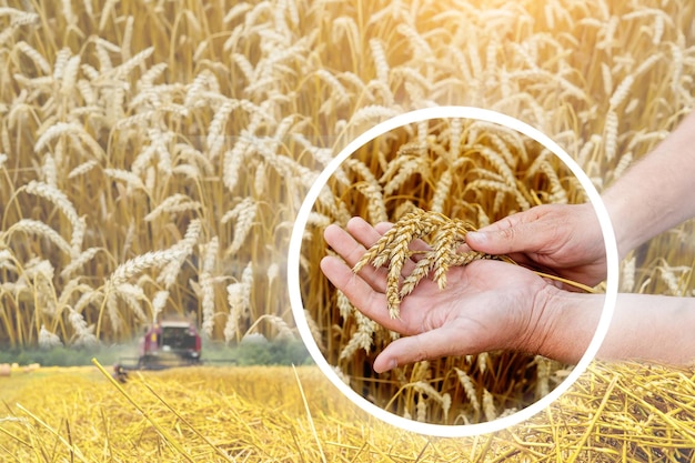 Ein Bauer betrachtet die Reife des Weizens